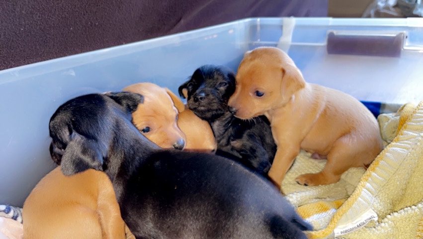 Terrier Min Pin Puppies