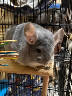 chinchilla – Beautiful Blue Diamond Chin and family!