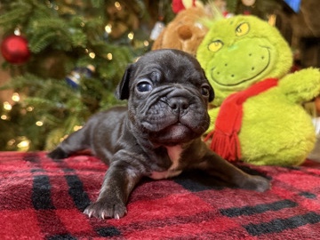 French Bulldog – Frenchie Puppy Looking For A Forever Home!