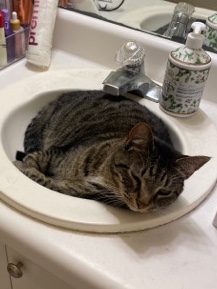 American Shorthair – Chunky Charlie