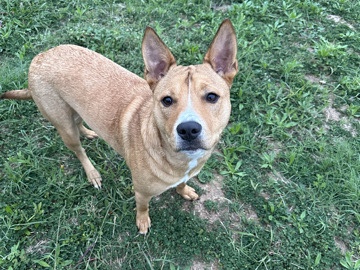 Mixed Breed - Seeking a Compassionate Dog Caregiver for Finn available for adoption in San Antonio