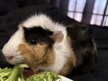 Rehoming one young male guinea pig