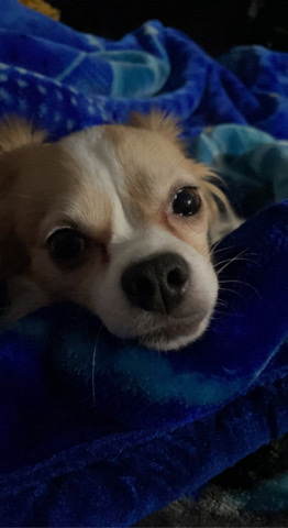 Chihuahua – urgent need to rehome pet