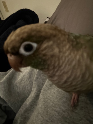 Green-Cheeked Conure – Green Cheek Conure