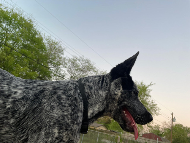 blue heeler Australian – Duncanville