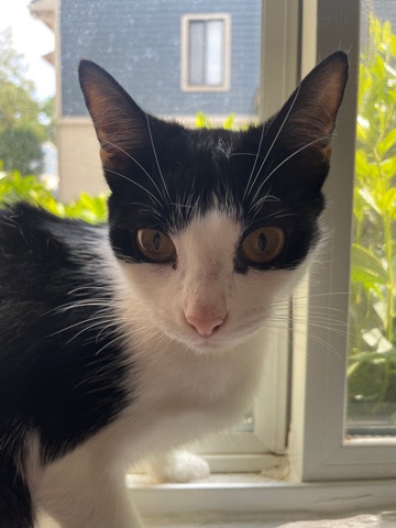 American Shorthair – Luna needs a home ASAP 💖