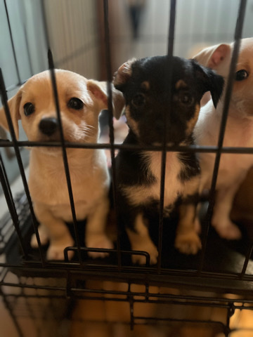 Full blooded Chihuahuas