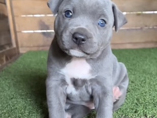 American Bulldog - adorable little girl  available for adoption in Los Angeles