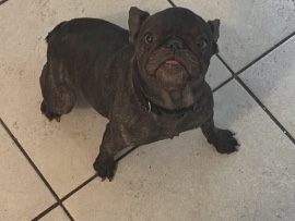 French Bulldog – Rehoming princess – Fort Lauderdale