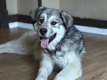 Siberian Husky – selling a husky mixed with Great Pyrenees