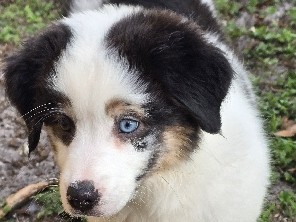 Australian Shepherd – Australian Shepherd Puppies – Tamarac