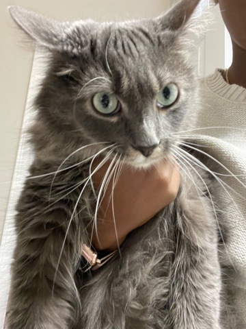 British Longhair – Very Friendly Cat