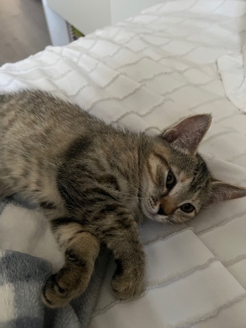 kitten needs a home