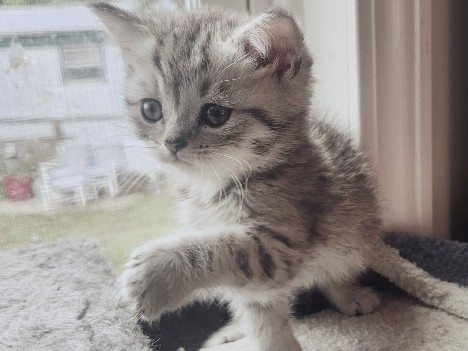 Scottish Fold – Adorable Scottish Fold Kittens for Sale – Columbus – Cusseta