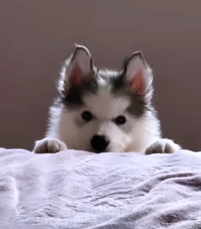 Siberian Husky – Alaskan malamute husky