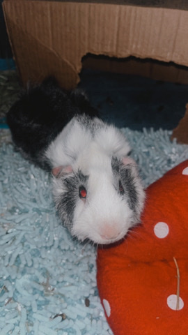 Guinea pigs