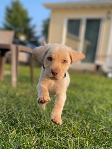 Labrador Retriever – AKC full bred lab pups