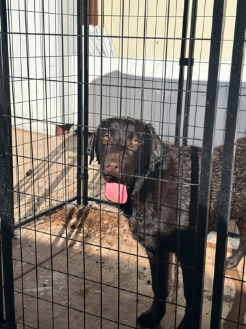 Labrador Retriever – Chocolate Lab