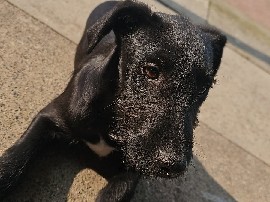 Image of Jagdterrier