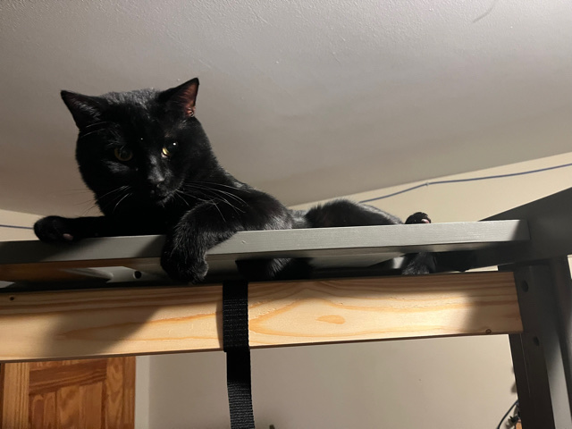 Bombay – luki needs a home