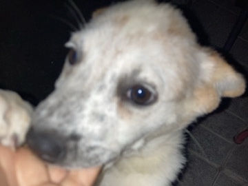 Australian Stumpy Tail Cattle Dog – female puppy – Jurupa Valley