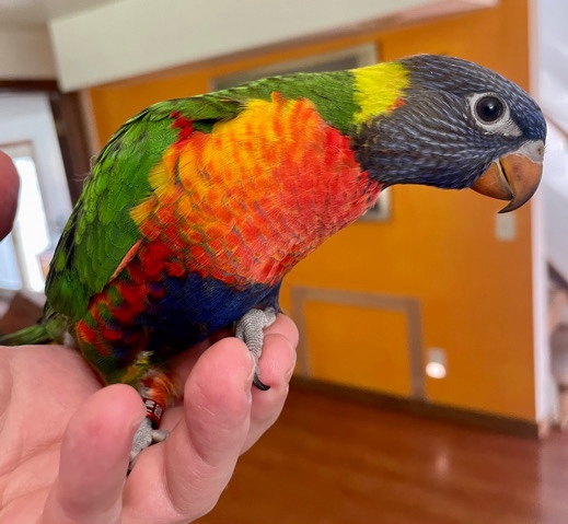 Lorikeet – Baby Rainbow Lorikeets