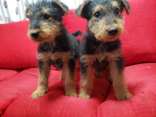 airedale terrier 