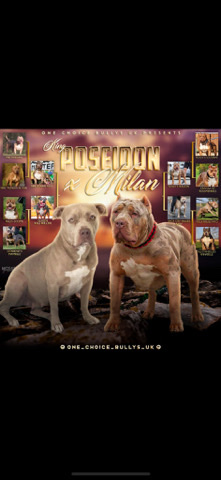 American Bulldog – XL Bully Puppies