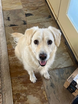 Labrador Retriever – Nala needs a fur-ever home:)