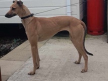Greyhound – young greyhound for sale