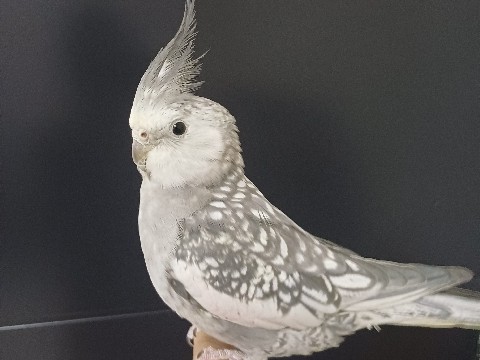 Cockatiel – beautiful 10 month old female cockatiel for sale – Greater London