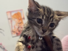 kittens – Philadelphia