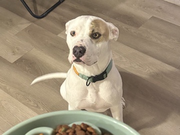 American Pit Bull Terrier – rehome my pitbull – Alice