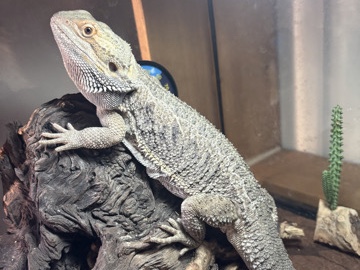 Bearded Dragon – Steve the Bearded Dragon w/necessities – Conway