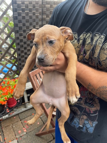 American Pit Bull Terrier – selling pitbull puppies!