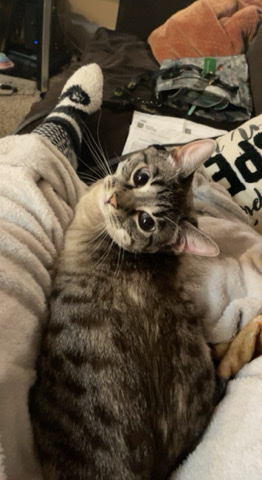 Siamese – rehoming Cat for free