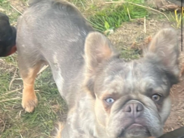 French Bulldog – kc at stud – Goole