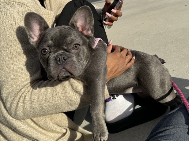 French Bulldog – 1yr old French bulldog – Houston