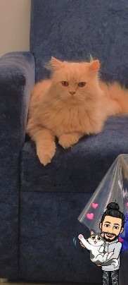 Persian (Traditional) – Persian cat