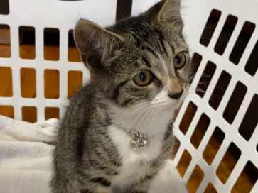 Moggy cat for sale