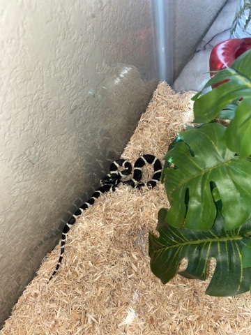 King snake