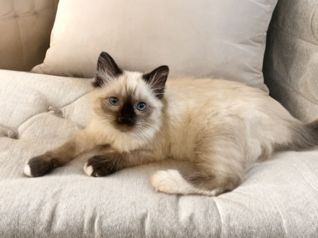 Ragdoll – kitten ready to be rehomed! – Carson
