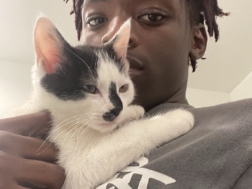 Luna - Domestic shorthair – Katy