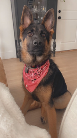 German Shepherd – Rehoming our sweet German Shepherd