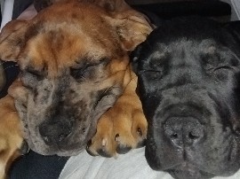 🐾 5 Gorgeous Cane Corso Girls –🐾