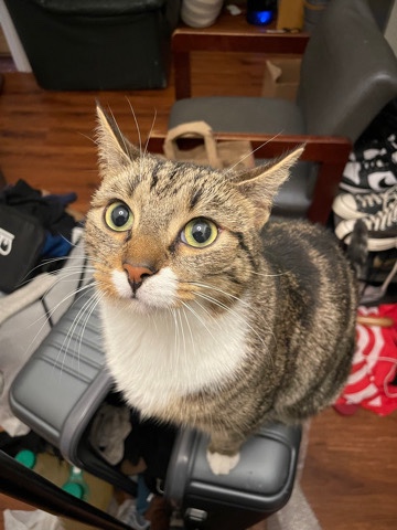 Russian White, Black and Tabby – Loving Cat Needs a New Home