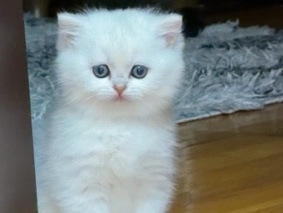British Shorthair – British short hair female kittens – Pittsburgh