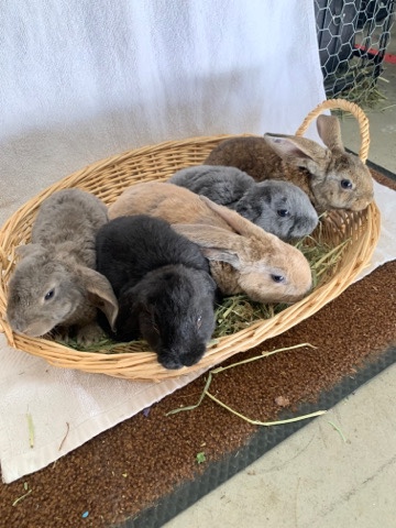 English Lop – Velveteen Lop Bunnys