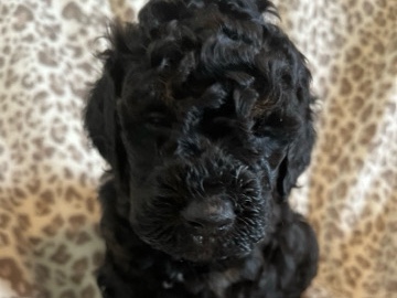 Goldendoodle – Friendly Male Goldendoodle Puppy – 6 Weeks Old – Homerville