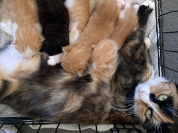 mixed breed ginger and white – Norwich